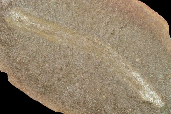 Fossil Tummy Tooth Worm (Didontogaster) - Illinois #142486